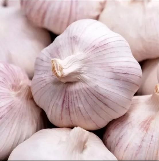 Fresh Garlics | Purple Garlic